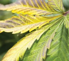 Unlocking the Secrets of Hydroponic Nutrient Deficiency: Detection and Remediation